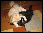 0089 2 juillet 2006